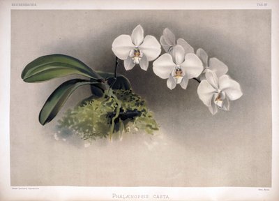 Phalaenopsis × leucorrhoda as syn by London H. Sotheran and Co.